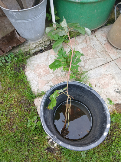 zahradní ostružina s kořenovým balem