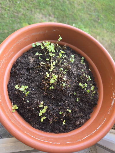 BIO Máta Peprná č.2