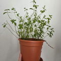 BIO Máta Mentolová