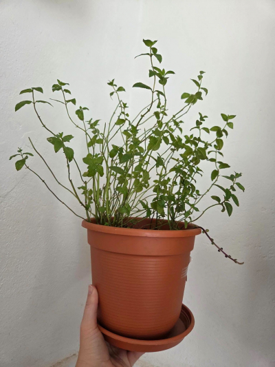 BIO Máta Mentolová