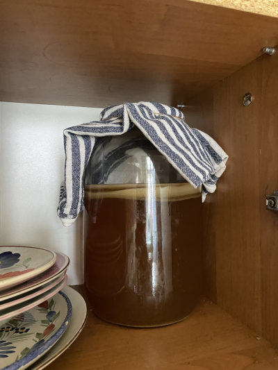 scoby kombucha