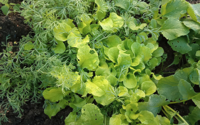 Salat