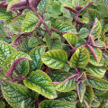 Plektranthus