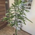 Kytka Dracena 150cm