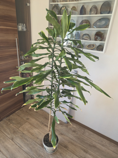 Kytka Dracena 150cm