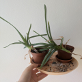 Dvě aloe vera