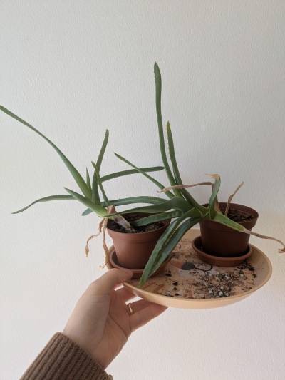 Dvě aloe vera