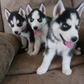 Zdarma dárek štěňata sibiřského huskyho k adopci