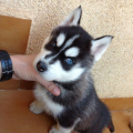 Zdarma dárek štěňata sibiřského huskyho k adopci