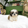 Dárek štěňátka shih tzu k adopci zdarma