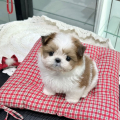 Dárek štěňátka shih tzu k adopci zdarma