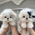  Zdravá štěňátka maltézáka a fenky k adopci zdarma