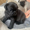 Dárek zdarma  krásná štěňata mopse k adopci