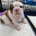 Zdarma  dárek štěňata anglického buldoka k adopci