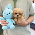 Dárek zdarma krásná štěňátka pudl k adopci zdarma