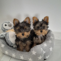 Dárek zdarma Dvě štěňata Yorkie k adopci zdarma