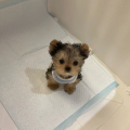 Dárek zdarma Dvě štěňata Yorkie k adopci zdarma
