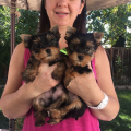 Dárek zdarma Dvě štěňata Yorkie k adopci zdarma