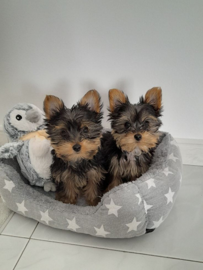Dárek zdarma Dvě štěňata Yorkie k adopci zdarma