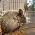 Samička osmáka degu - 4 měsíce