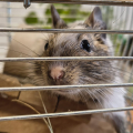 Samička osmáka degu - 4 měsíce