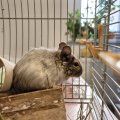 Samička osmáka degu - 4 měsíce