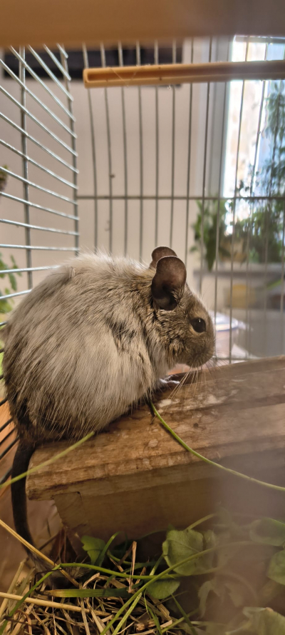 Samička osmáka degu - 4 měsíce