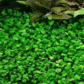 Akvarijní rostliny