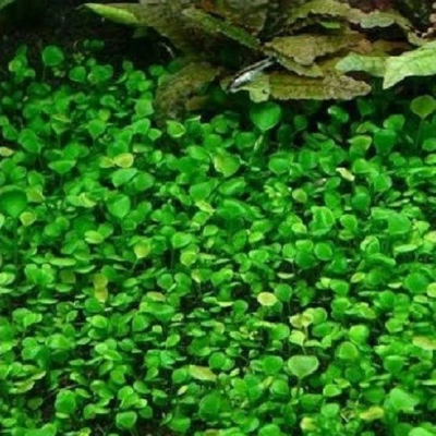 Akvarijní rostliny