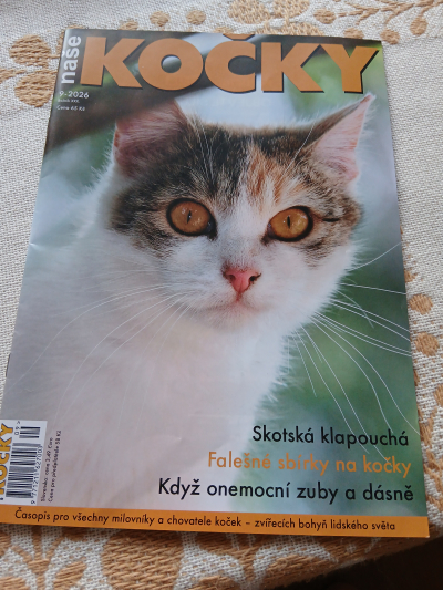 krásná kočička