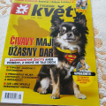 čivava