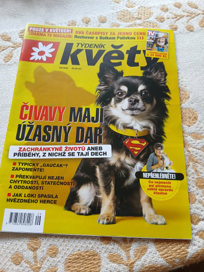 čivava