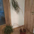 Velká dracena výhradně do dobrých rukou zkušeného pěstitele