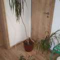 Velká dracena výhradně do dobrých rukou zkušeného pěstitele
