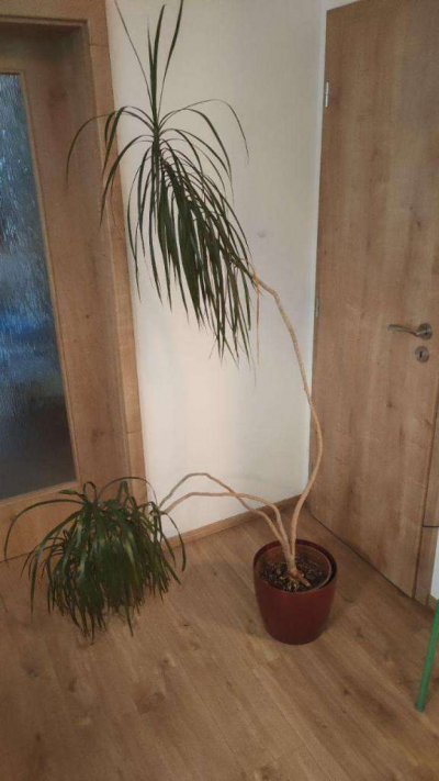 Velká dracena výhradně do dobrých rukou zkušeného pěstitele