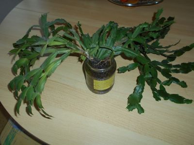 Daruji vánoční kaktus