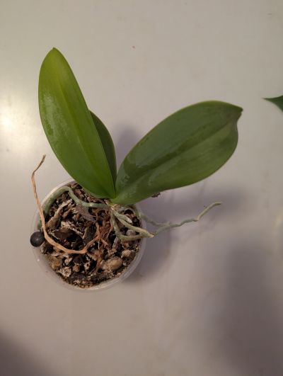 Orchidej (nejspíš můrovec)