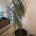 Daruji dracenu