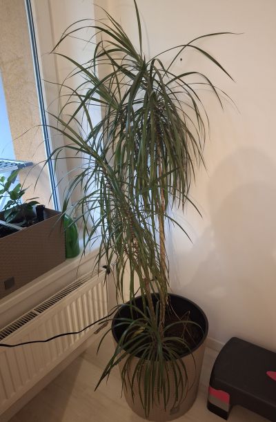 Daruji dracenu