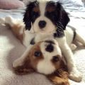 Volná štěňata kavalír King Charles španěl k adopci