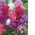 Semenáčky Flox, Phlox, Plaménků - ilustrační foto