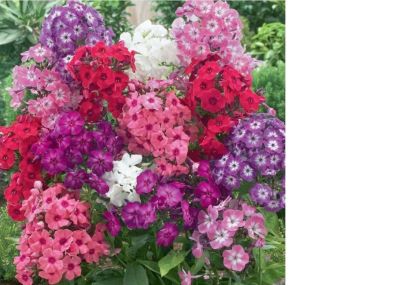 Semenáčky Flox, Phlox, Plaménků - ilustrační foto