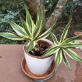 Agave