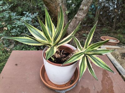 Agave