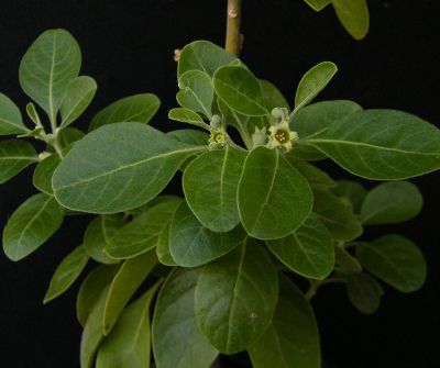 Semena ashwagandhy (Withania somnifera)