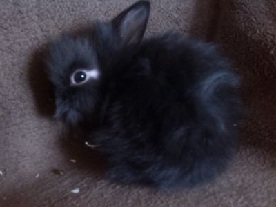 Daruji králičí miminka plemeno lvíček 