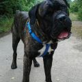daruji psa cane corso