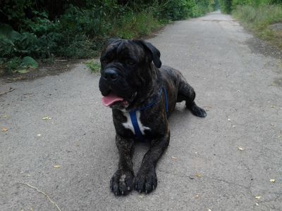 daruji psa cane corso