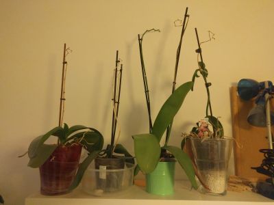 Čtyři polomrtvé orchideje do dobrých rukou