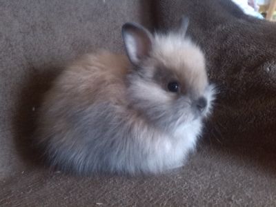 za odvoz tři zakrslé králíčky, plemeno lvíček